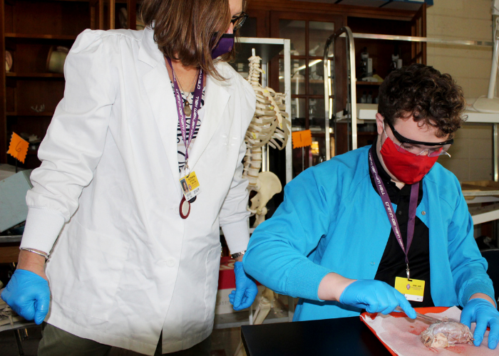 Kathryn Fetterly observes as Colin Downes '22 dissects a sheep brain.
