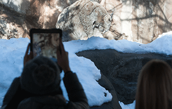 Students photograph a Canada Lynx